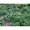 50 Varieties Non-GMO Heirloom Seeds - 22000 Survival Garden Seeds Cache